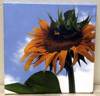 Sunflower Canvas 202//195